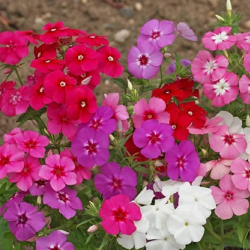 Annual Phlox Is More Seasonal Than Lantana Annual Phlox Is More Seasonal Than Lantana