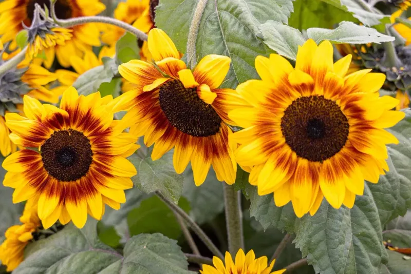Annual Sunflower Drops Seed For Future Flowers