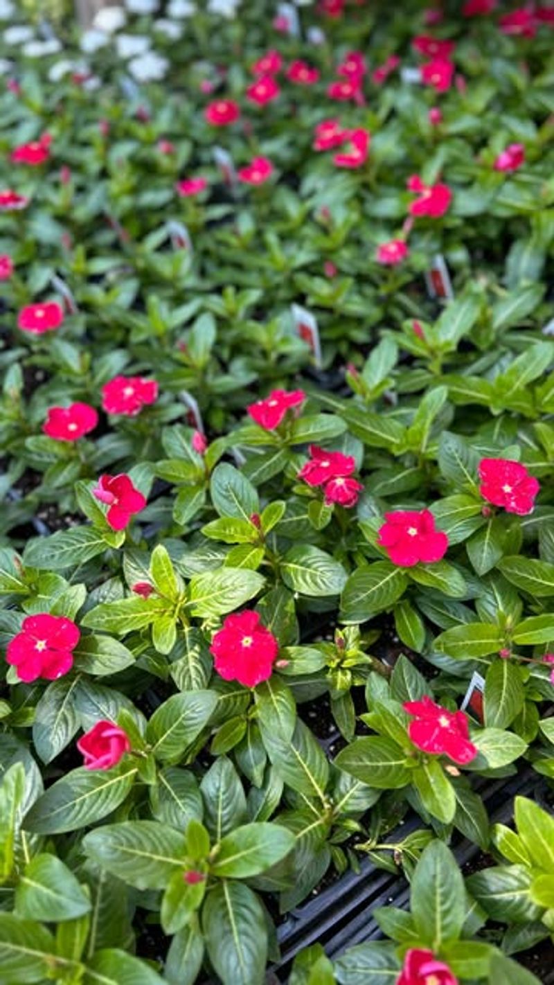 Annual Vinca Stays Strong In Summer Heat