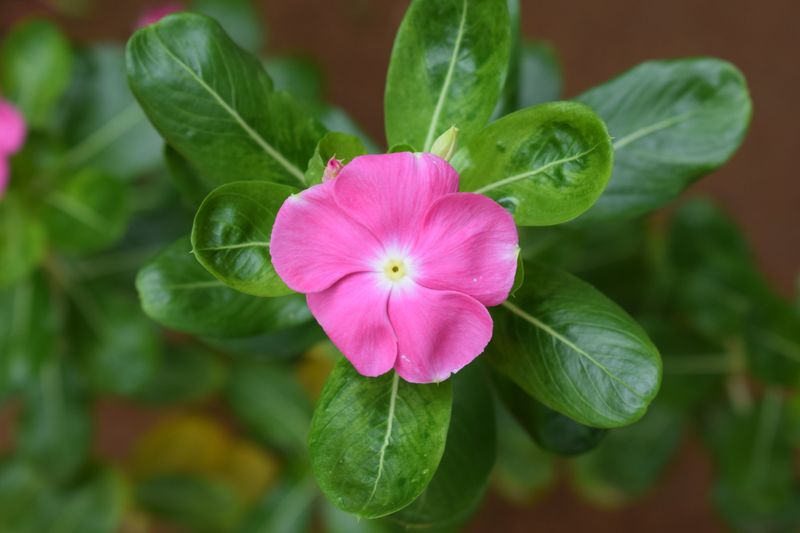 Annual Vinca