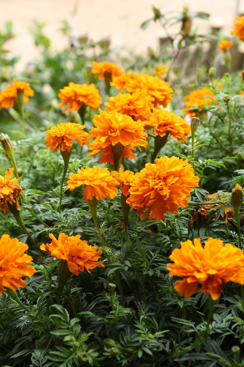 Annuals Keep Going When Faded Blooms Come Off