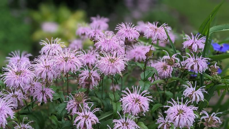Another Great Choice Is Wild Bergamot
