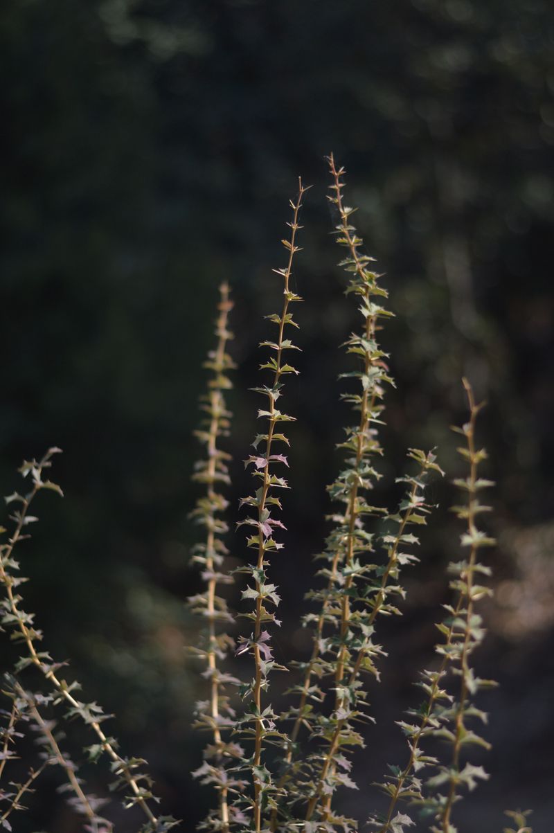 Antelope Bitterbrush (Purshia Tridentata)