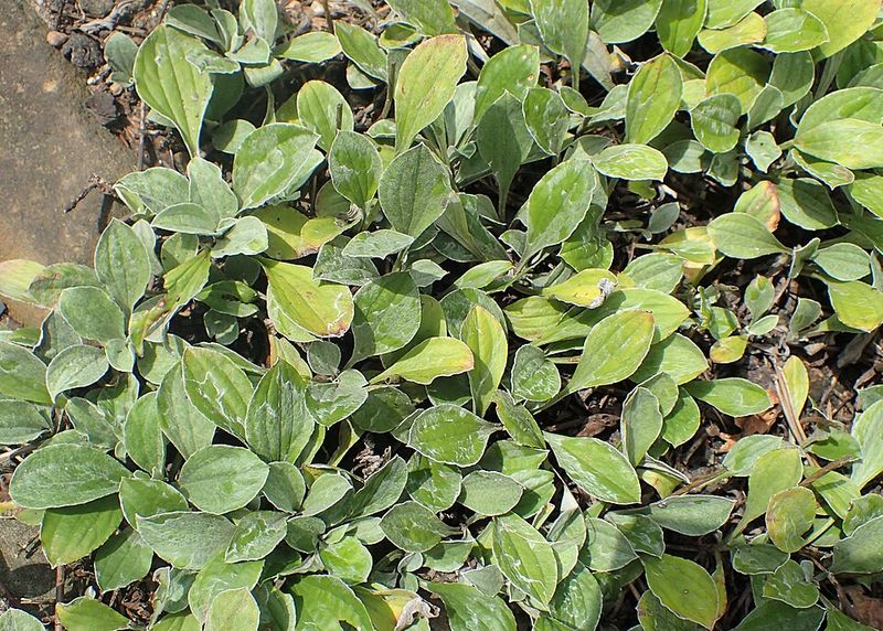 Antennaria Covers Dry Open Spots Antennaria Covers Dry Open Spots
