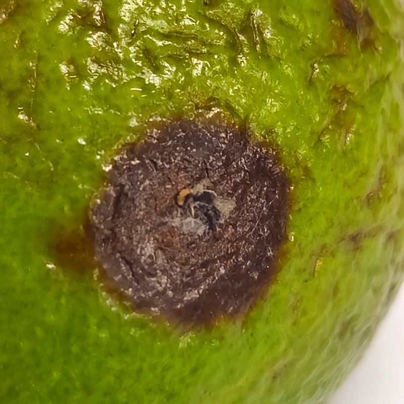 Anthracnose Marks Fruit And Foliage