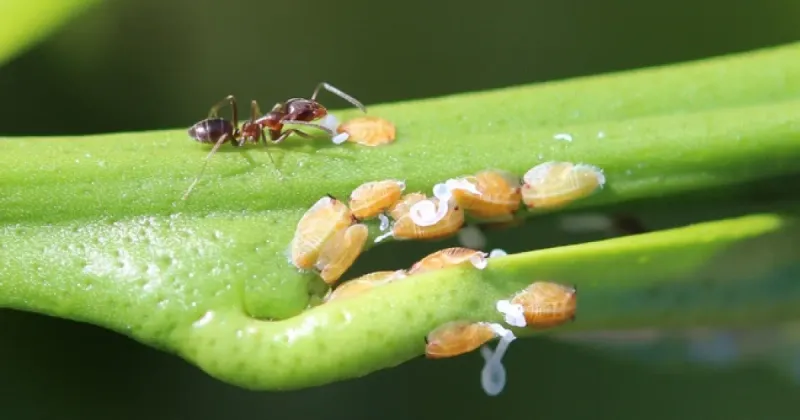 Ants Often Point To The Real Problem