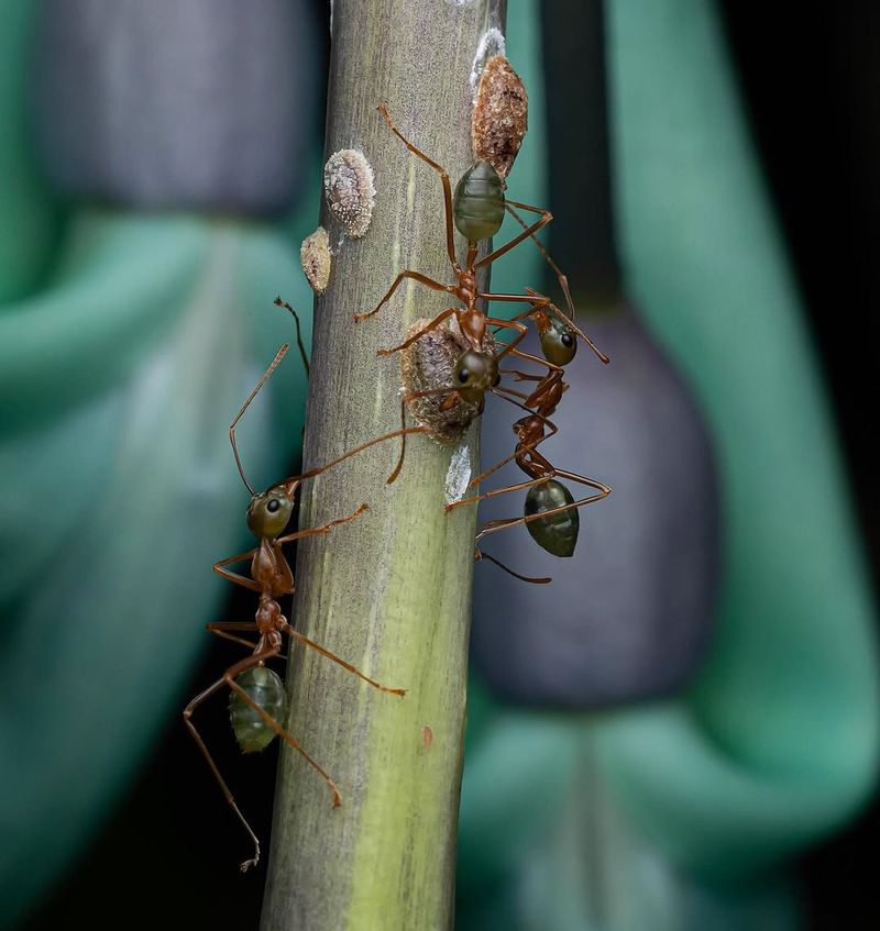 Ants Often Protect Scale Insects From Predators Ants Often Protect Scale Insects From Predators
