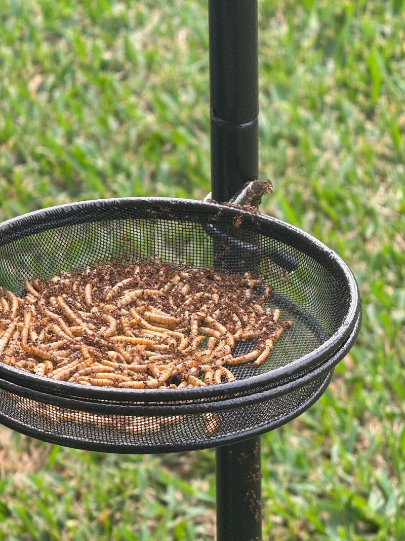 Ants Or Bees Are Crowding The Feeder Ants Or Bees Are Crowding The Feeder