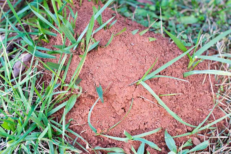 Ants Still Need Colony Control, Not Plant Myths