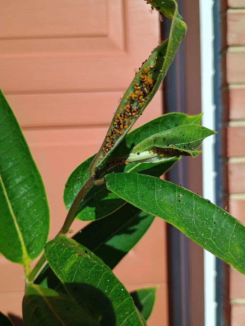 Ants, Wasps, And Other Insects Gathering Near One Plant