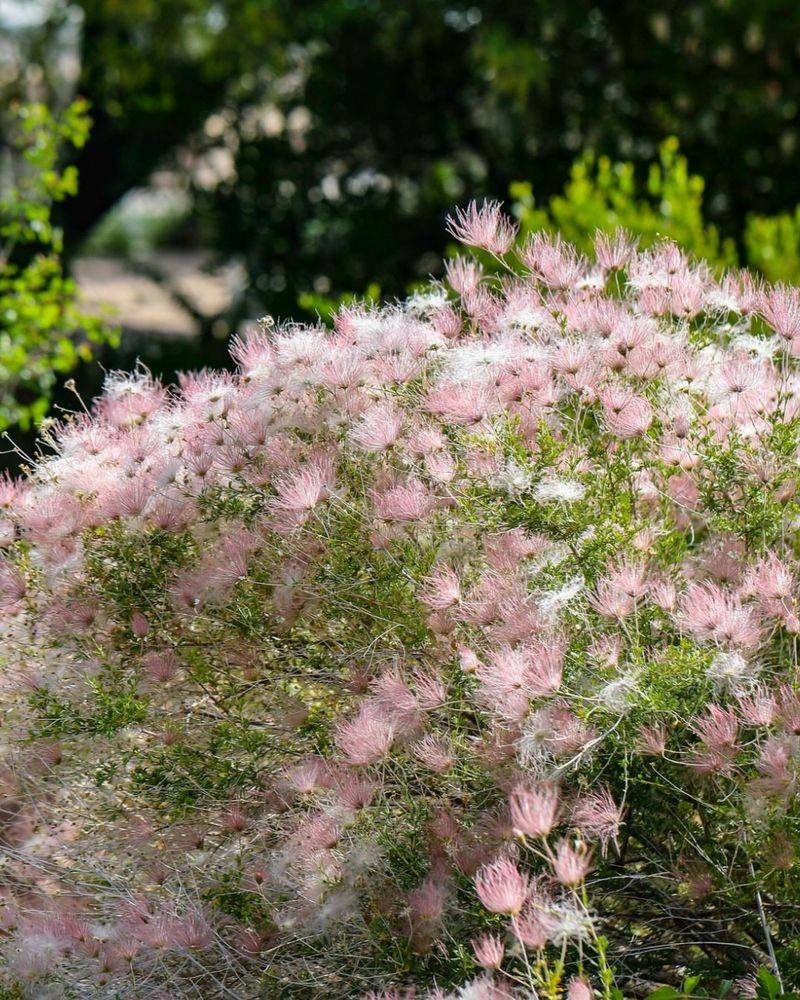 Apache Plume Creates Light Texture Without Dense Dry Blades