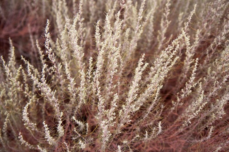 Apache Plume (Fallugia Paradoxa)