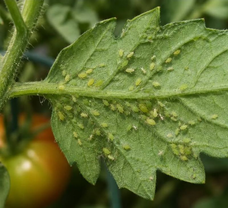 Aphids Aphids