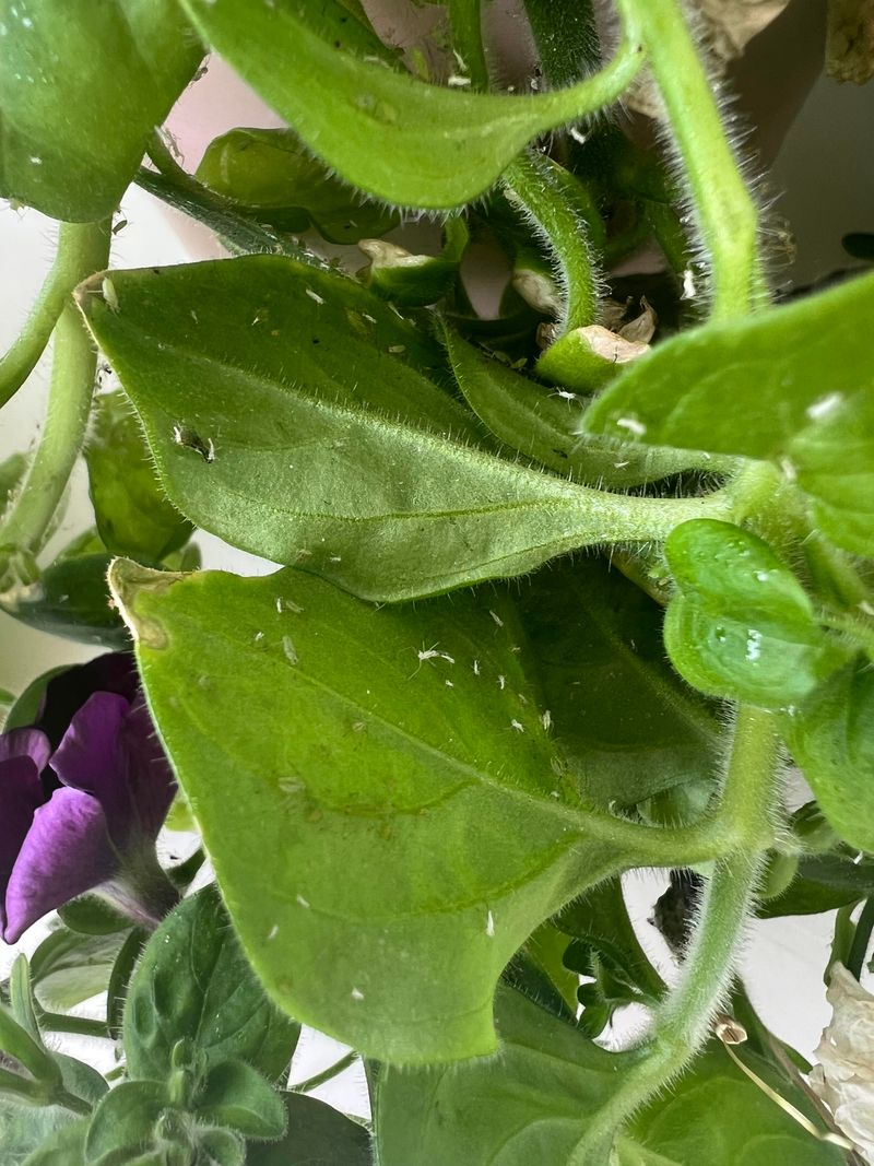 Aphids And Thrips Moving In For The Season
