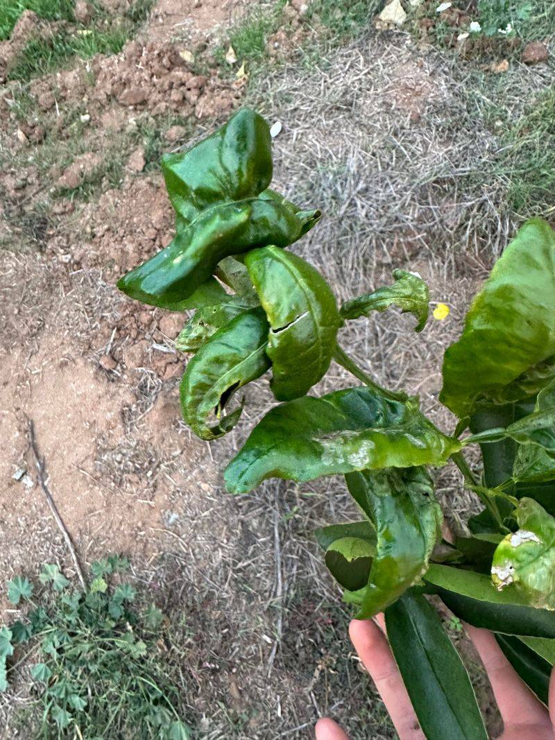 Aphids Are Curling Tender New Growth Aphids Are Curling Tender New Growth