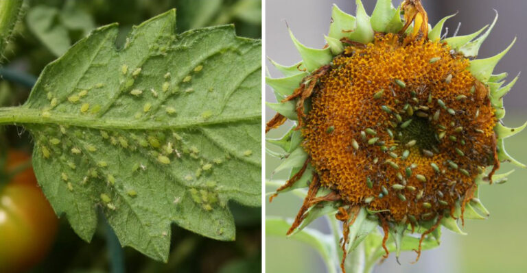 aphids on plants