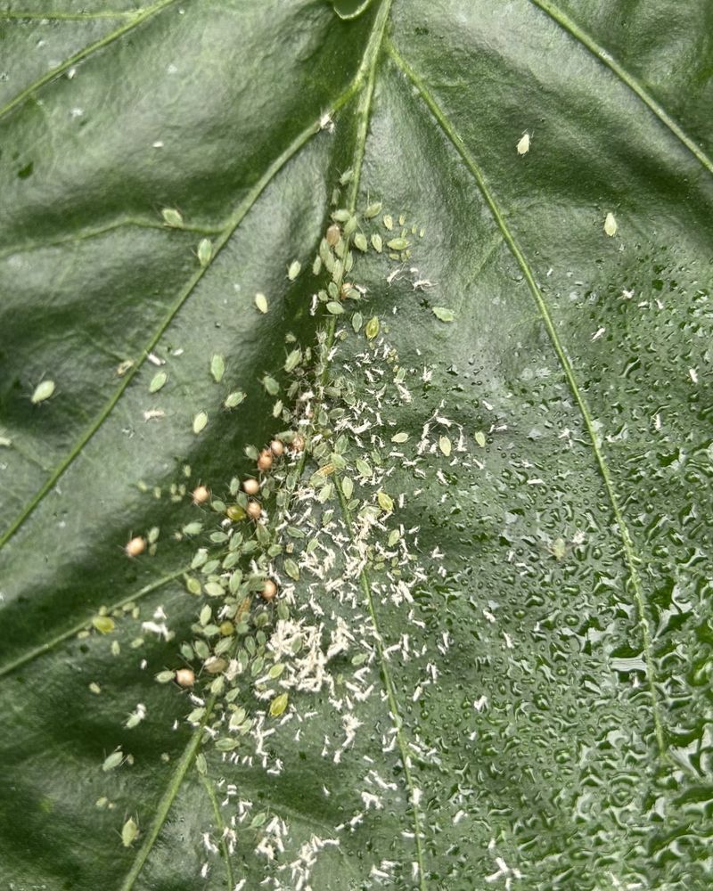 Aphids Are One Of The Most Common Causes Aphids Are One Of The Most Common Causes