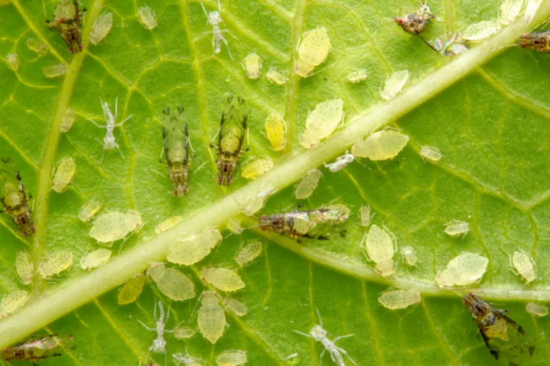 Aphids Can Cause Similar Sooty Mold Problems
