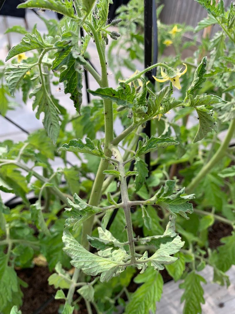 Aphids Curl Tender New Leaves