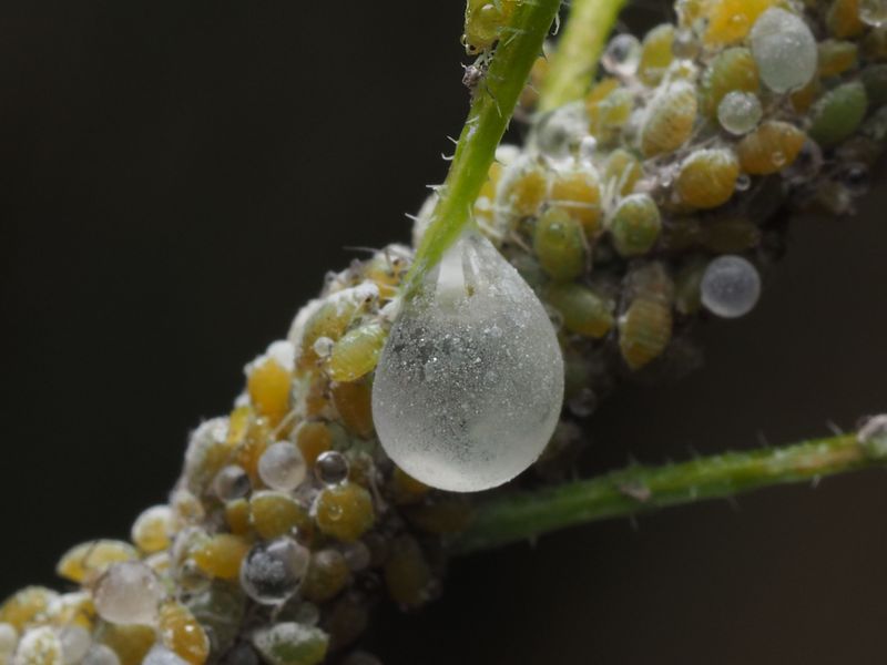 Aphids Excrete Honeydew On Leaves