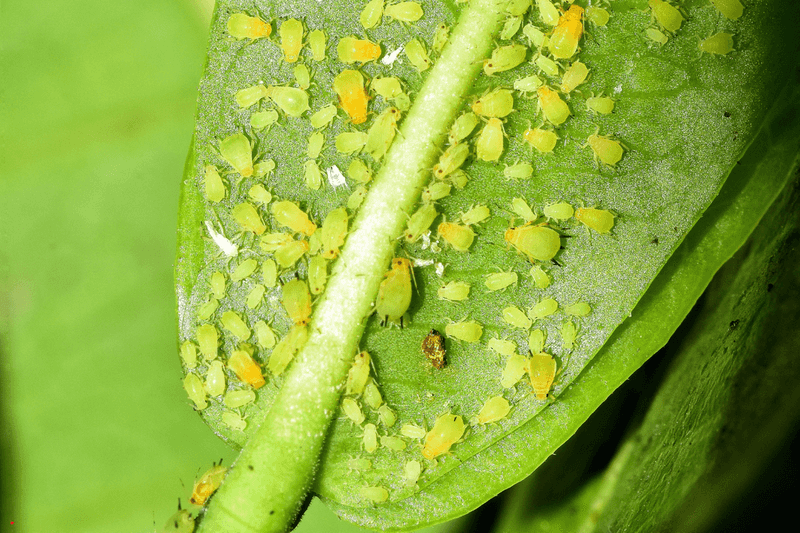 Aphids Leave A Shiny Mess On Tender Growth