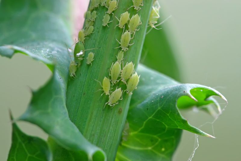 Aphids Aphids