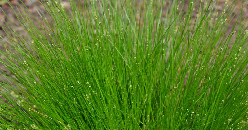 Appalachian Sedge Adapts To Hillsides