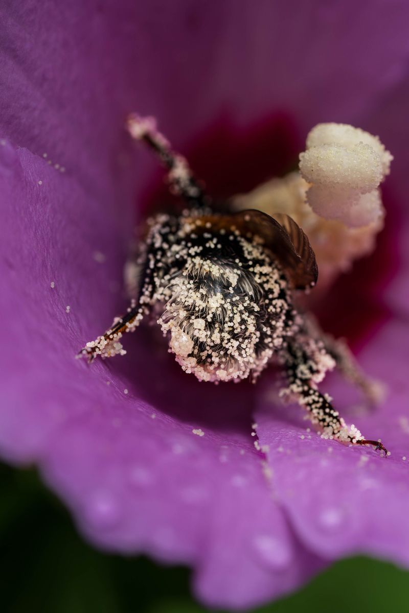 Appearing With High Humidity Making Pollen Non-Viable Appearing With High Humidity Making Pollen Non-Viable
