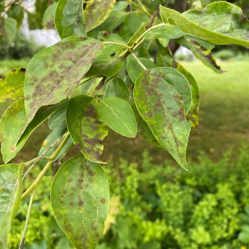 Apple Scab Starts With Olive-Colored Leaf Spots Apple Scab Starts With Olive-Colored Leaf Spots