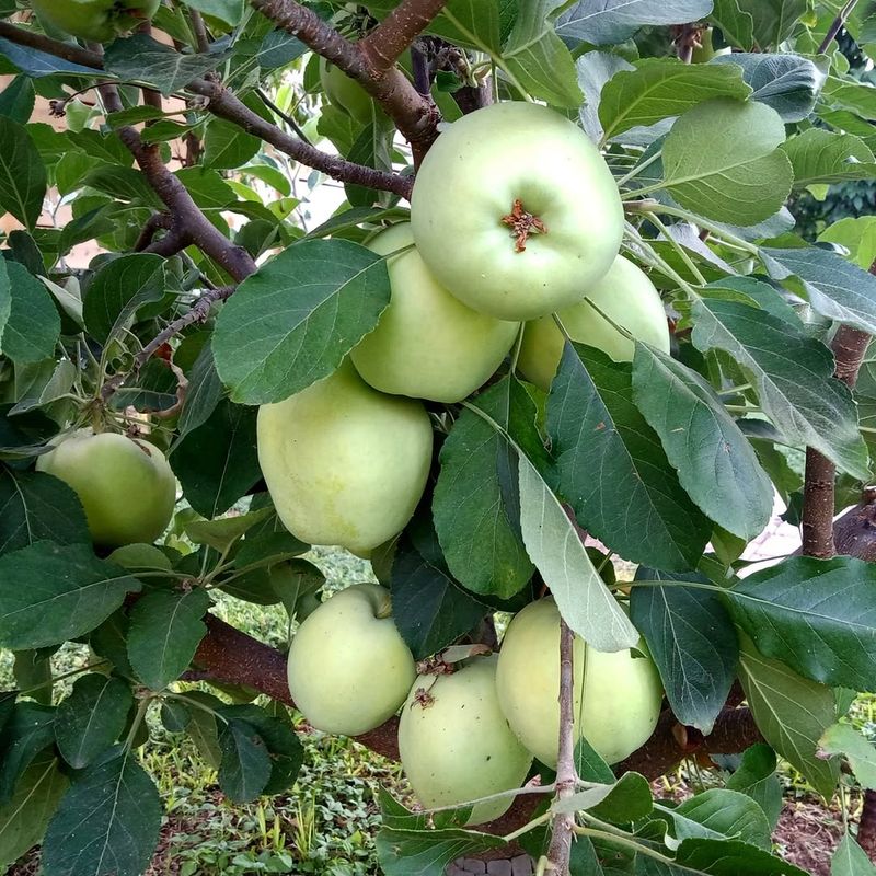Apple Trees Use Extra Nutrients After Spring Flushes