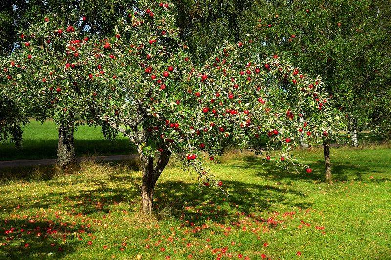 Apple Trees Work As Shade, Privacy, And Classic Oregon Fruit Apple Trees Work As Shade, Privacy, And Classic Oregon Fruit