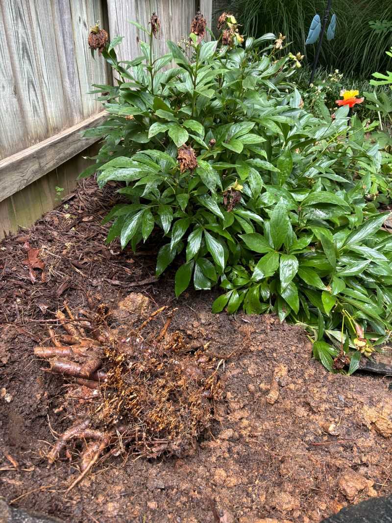 Apply A Layer Of Mulch Around The Base