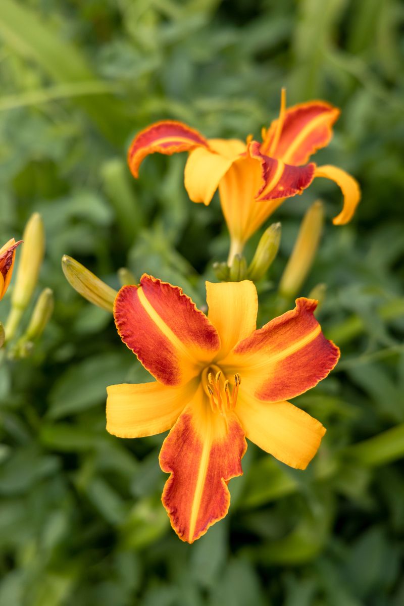 Apply A Light Midsummer Fertilizer