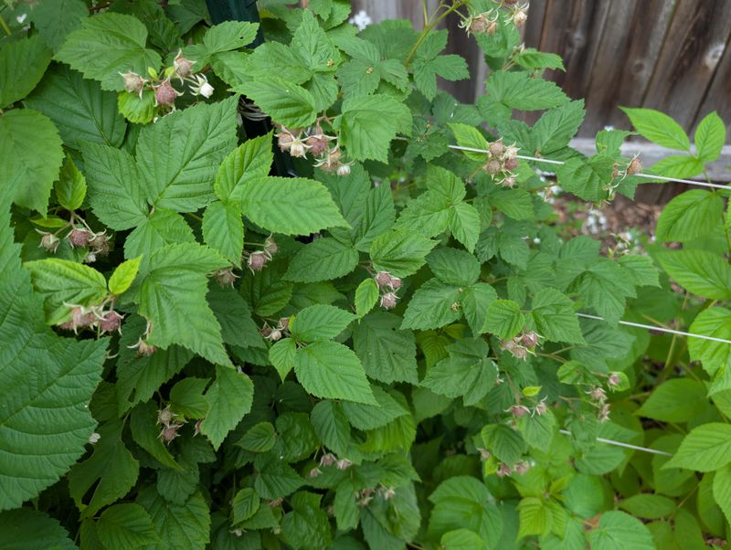 Apply Appropriate Fungicides