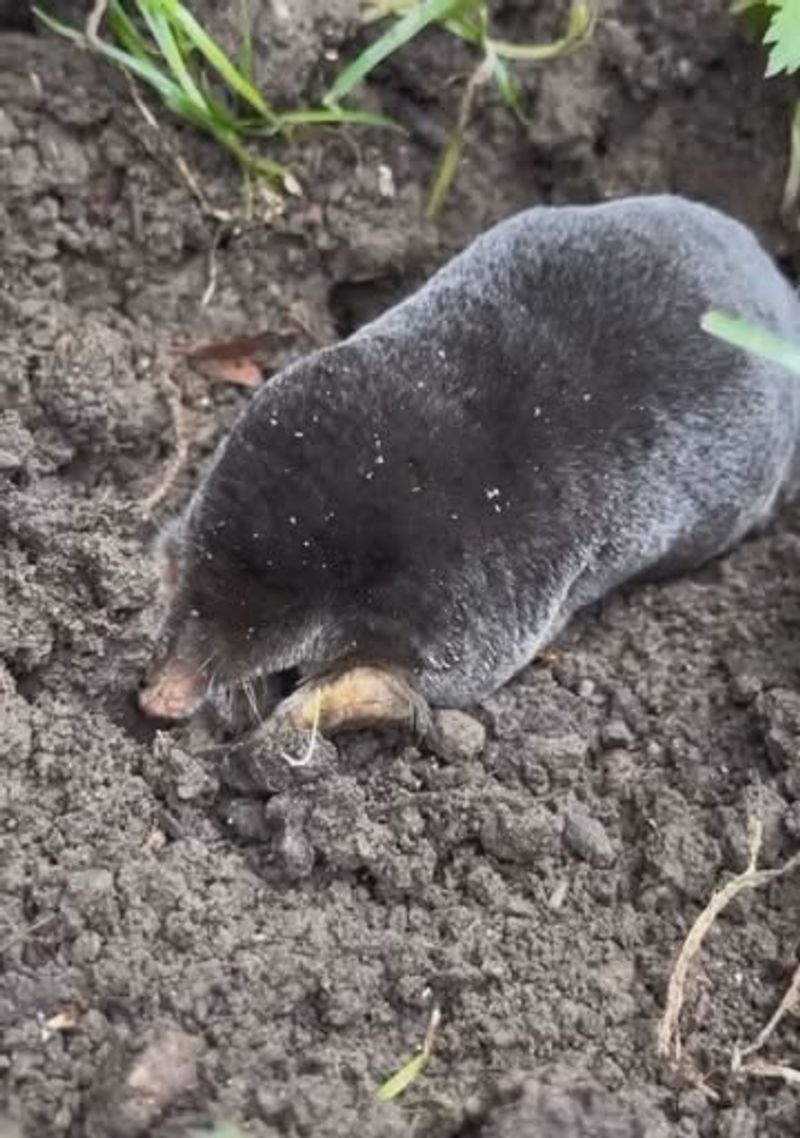 Apply Castor Oil-Based Granular Repellents Along Perimeters