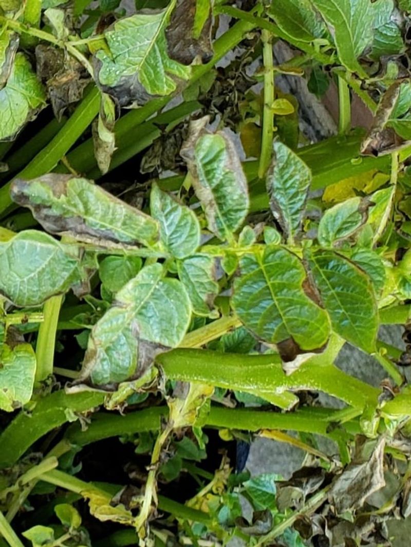 Apply Fungicide Appropriately
