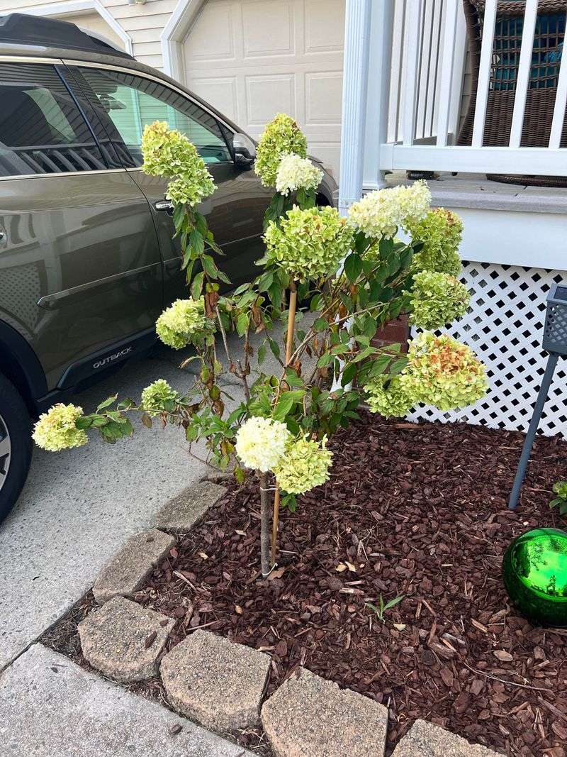 Apply Mulch Before Summer Heat Arrives