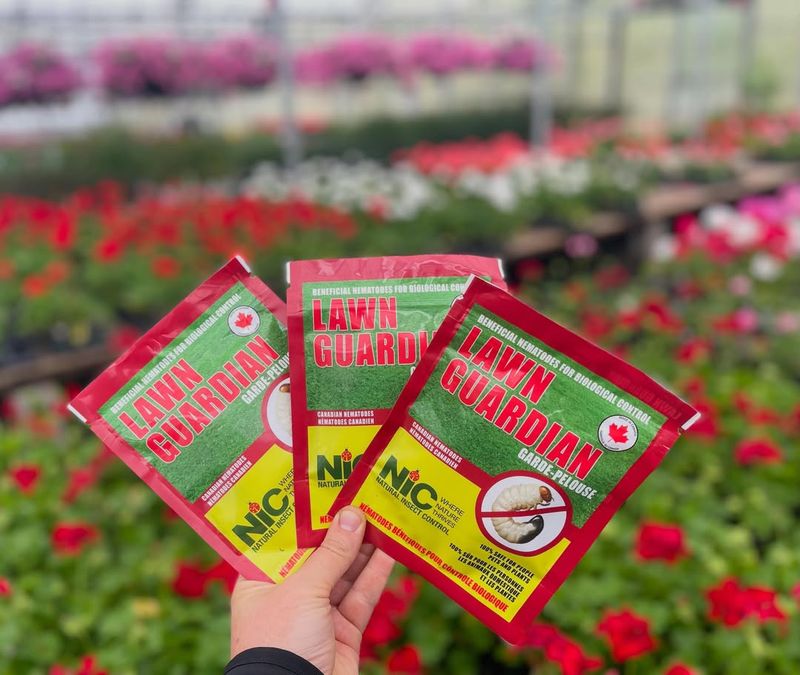 Apply Nematodes To Stop Grubs Apply Nematodes To Stop Grubs