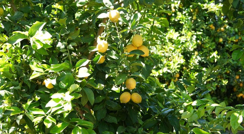 Apply Nutrients During Active Growth Periods