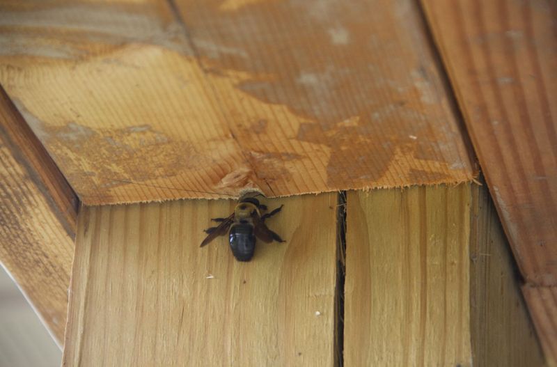 Apply Preventive Wood Treatments