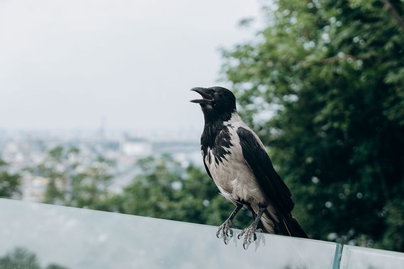 Apply Window Film To Prevent Bird Collisions