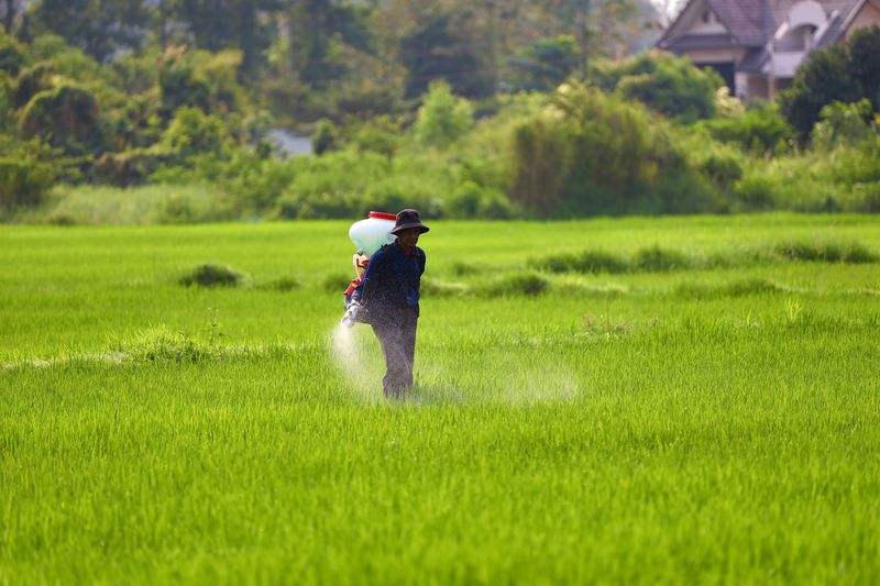 Applying Chemical Lawn Fertilizers Too Often