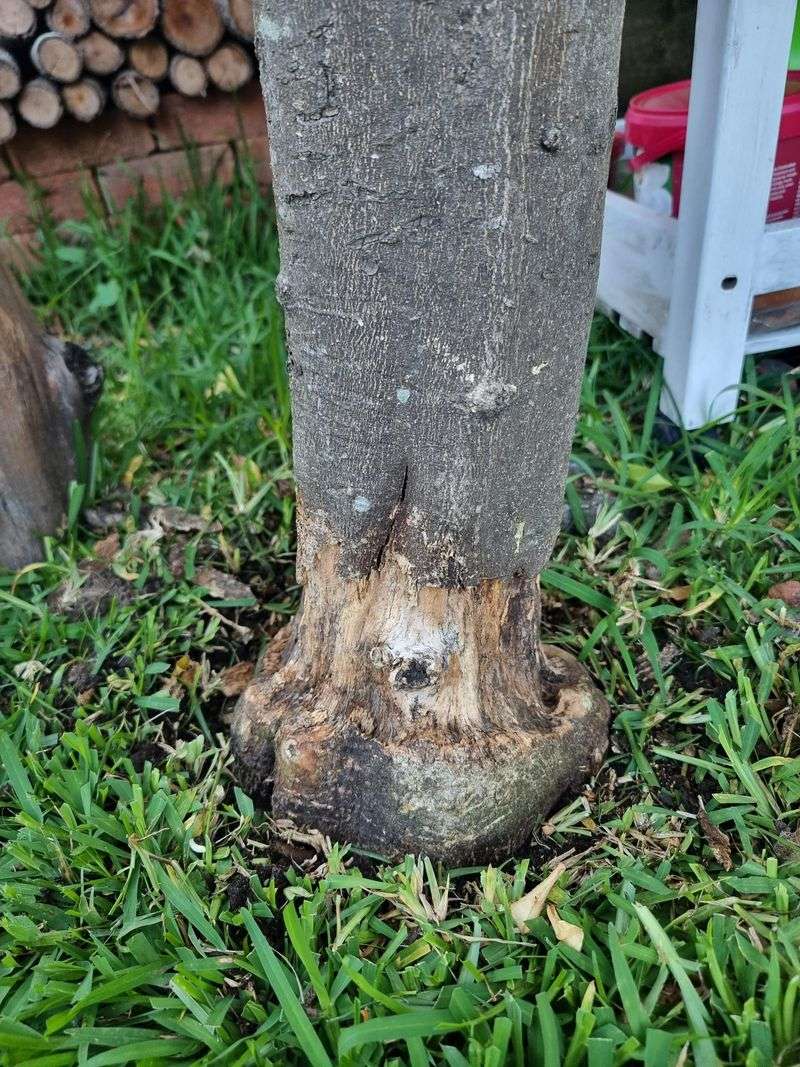Applying Fertilizer Against The Trunk