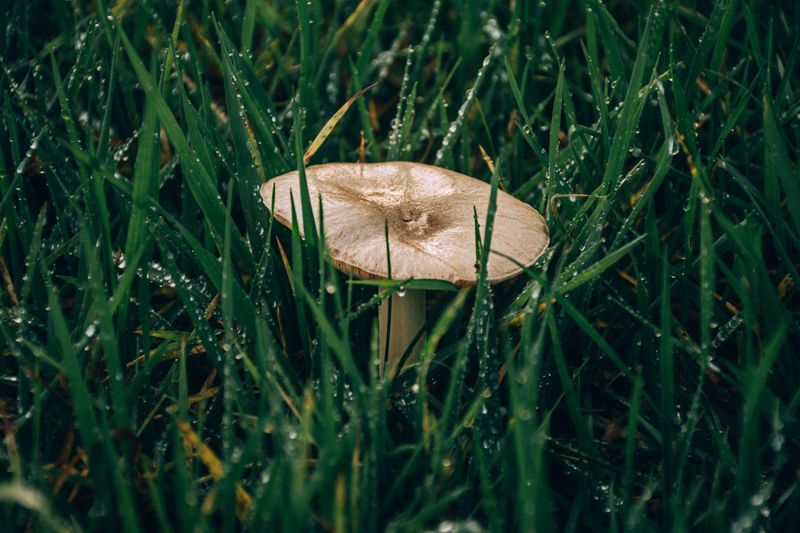 Applying Fungicide Without Confirming Mycelium First