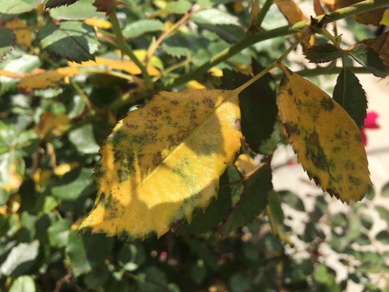 Applying Too Much Nitrogen Fertilizer
