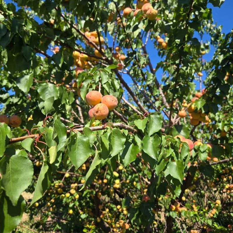 Apricot Trees Benefit From Light Cleanup Cuts Apricot Trees Benefit From Light Cleanup Cuts