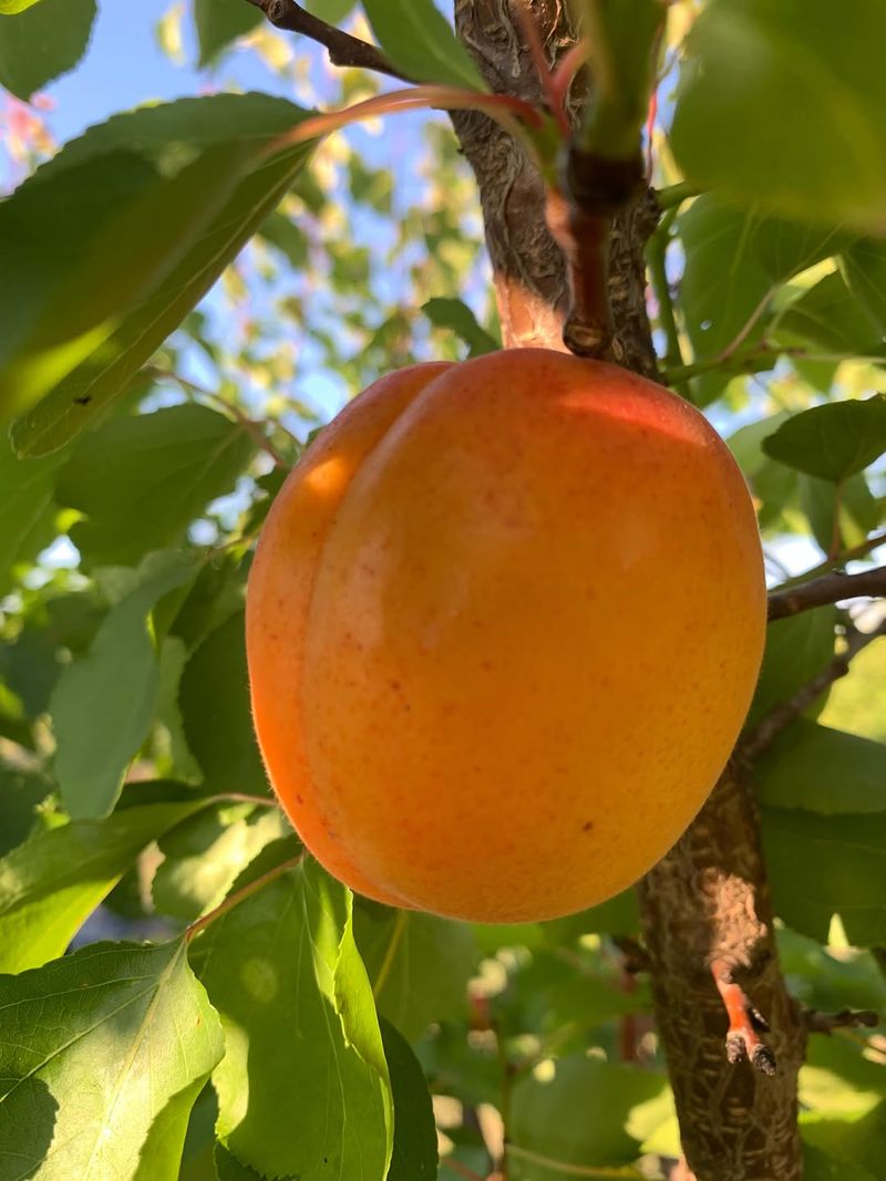 Apricot Trees Respond Well To Post-Harvest Fertilizer