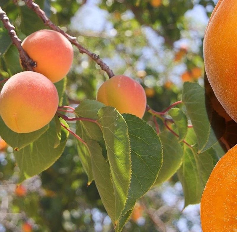 Apricots Apricots