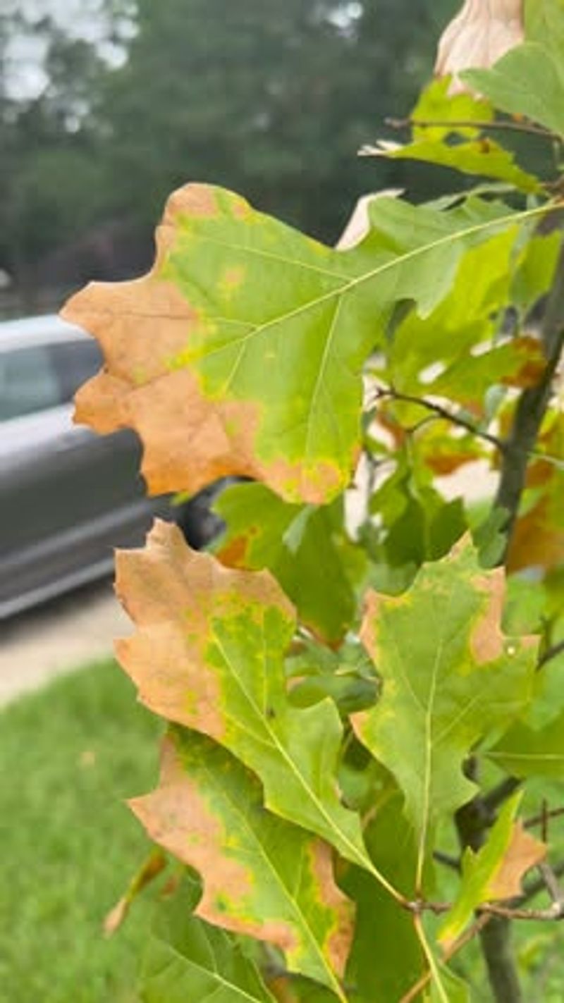 April 15 To July 15 Is The Main Pruning Warning Window