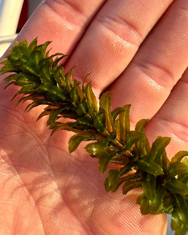 Aquatic Invaders Like Hydrilla And Eurasian Watermilfoil Are Also Regulated Aquatic Invaders Like Hydrilla And Eurasian Watermilfoil Are Also Regulated